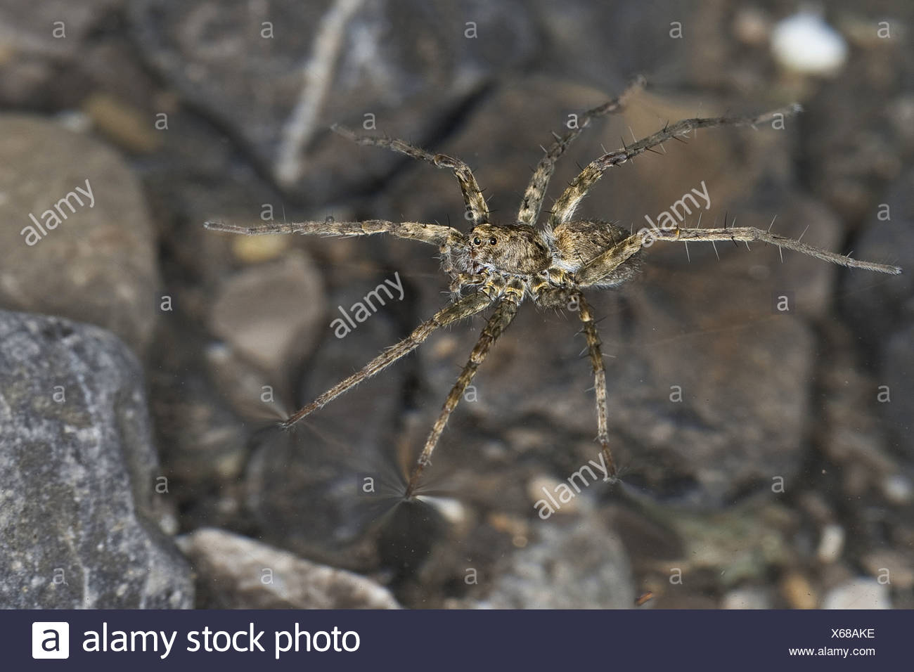 Featured image of post View 23 Wolf Spider Walking On Water