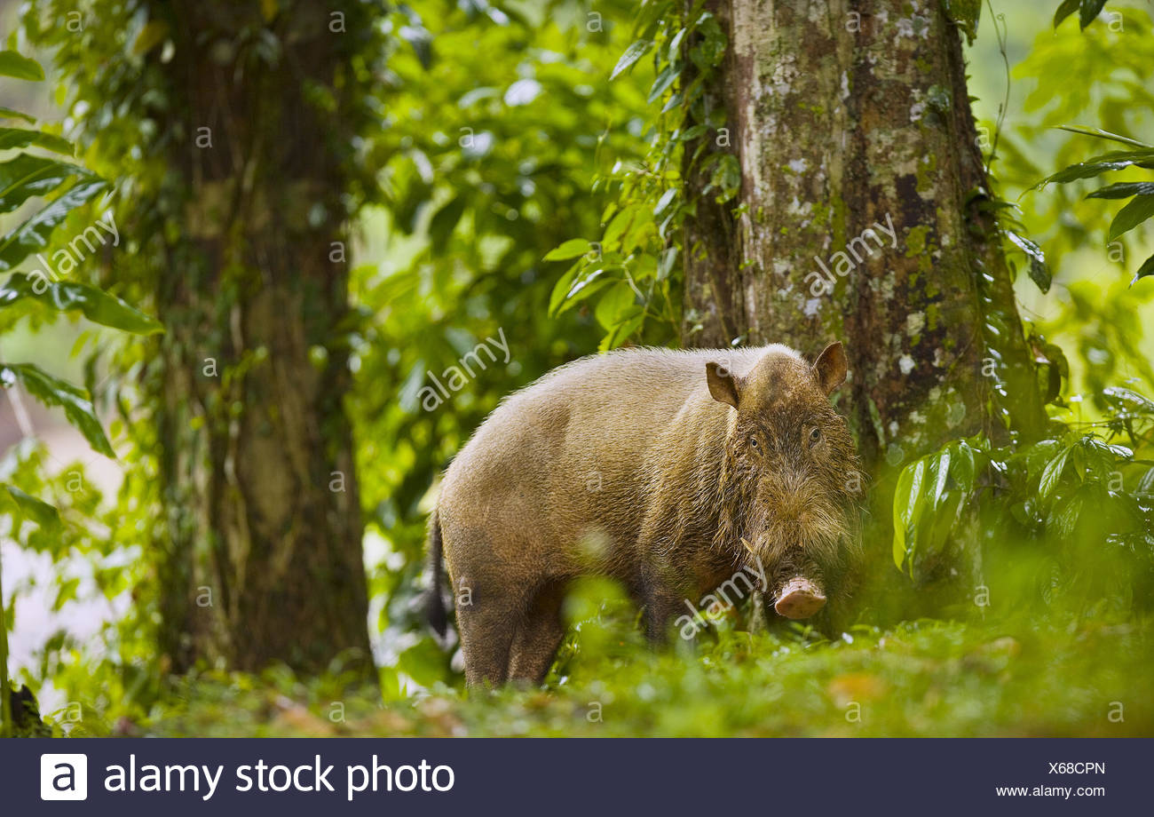 Jungle Pig Stock Photos & Jungle Pig Stock Images Alamy