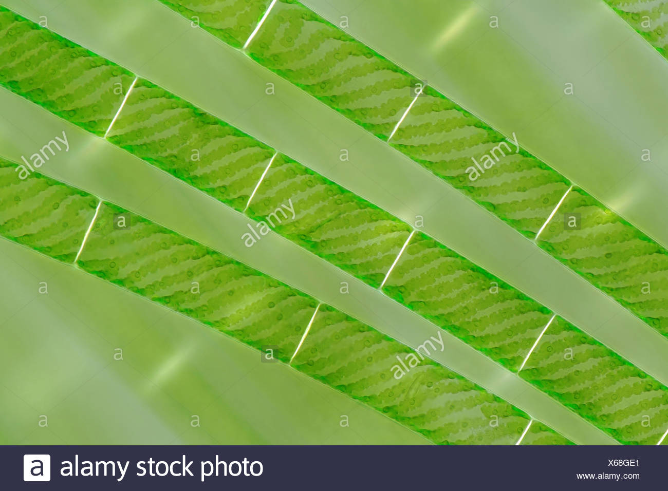 Spiraling Chloroplasts In Spirogyra Stock Photo 279242377