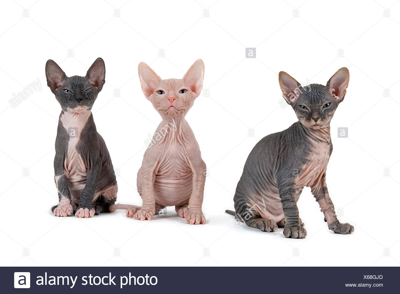 don sphynx kitten