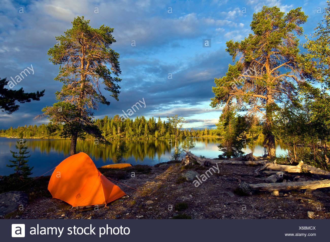 tent at the foot of a pine at Rogen Nature Reserve, Sweden, Haerjedalen  Stock Photo - Alamy