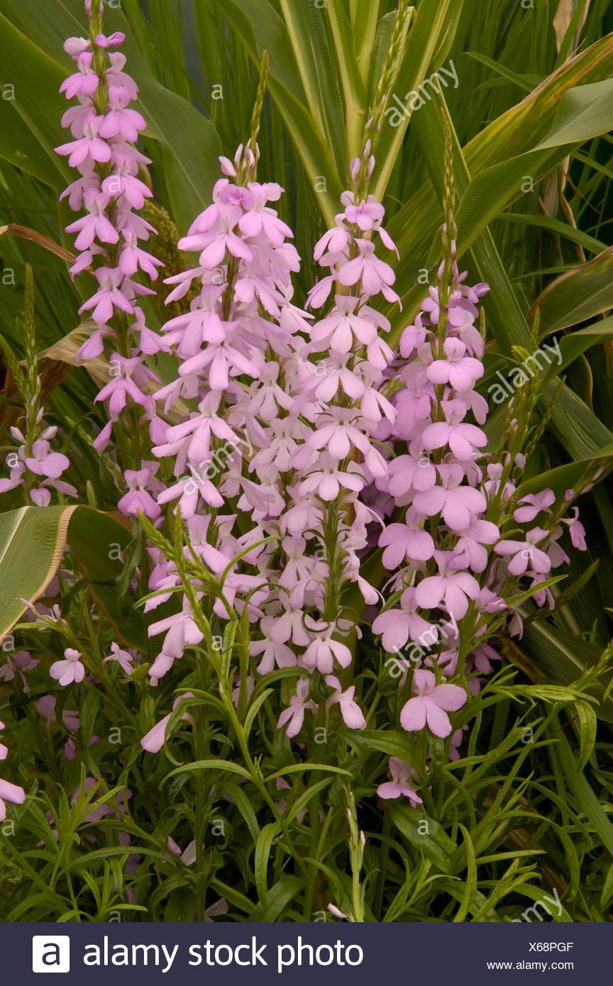 Striga hermontheca (Parasitic plant) MIW250072 Stock