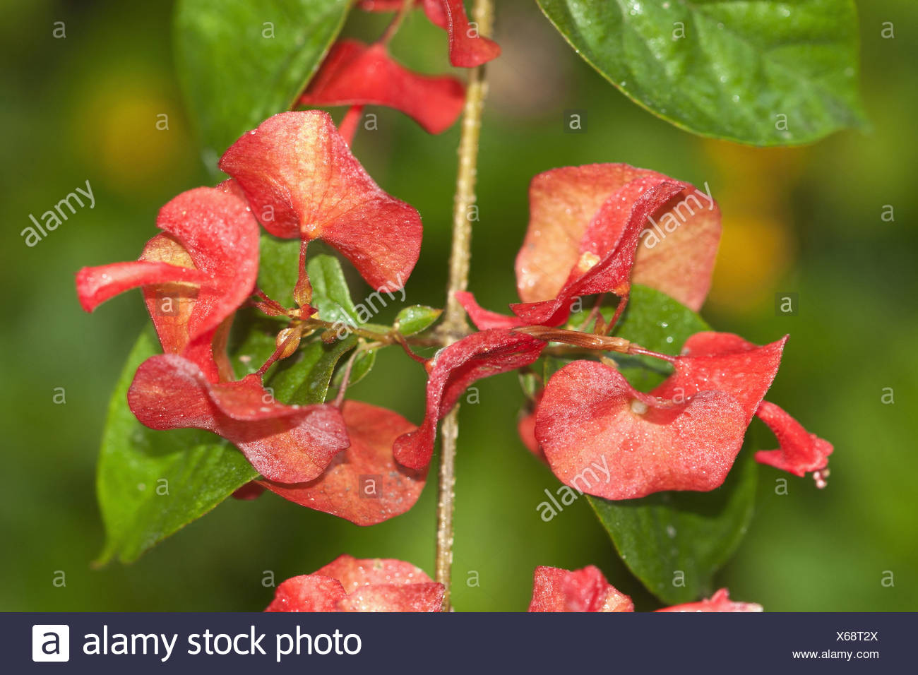 chinese hat flower