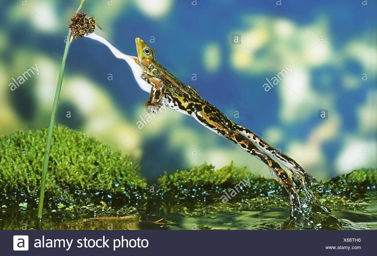 Common Frog Jumping Stock Photos & Common Frog Jumping Stock Images Alamy