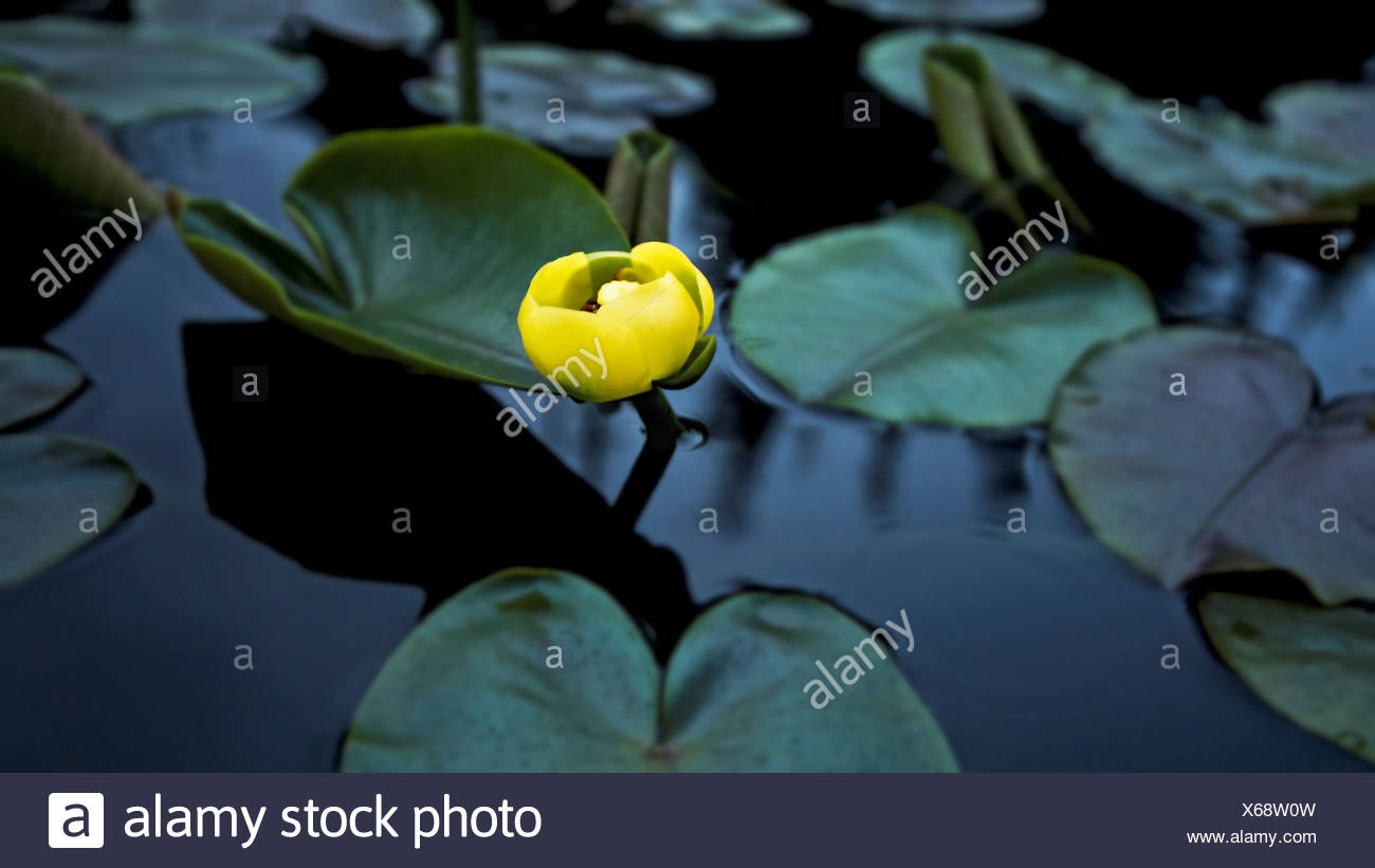 Surrounded By Lily Pads In A Temperate Rainforest Muskeg A Lone Yellow Water Lily Springs Out Of The Darkness Stock Photo Alamy