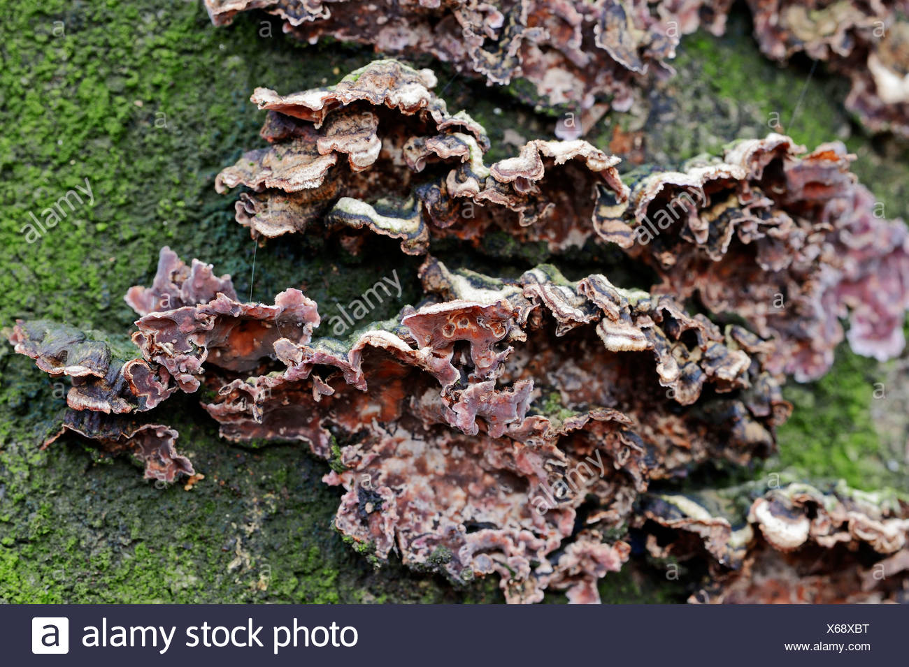 Silver Leaf Disease Stock Photo Alamy Silver Leaf Disease Stock Photo Alamy