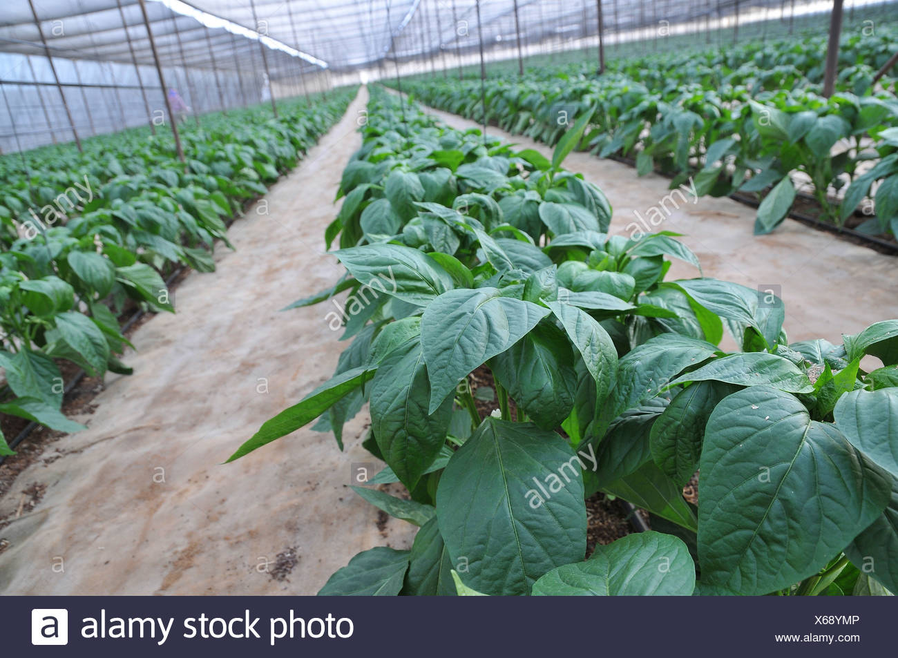 Pepper Farms Stock Photos & Pepper Farms Stock Images Alamy