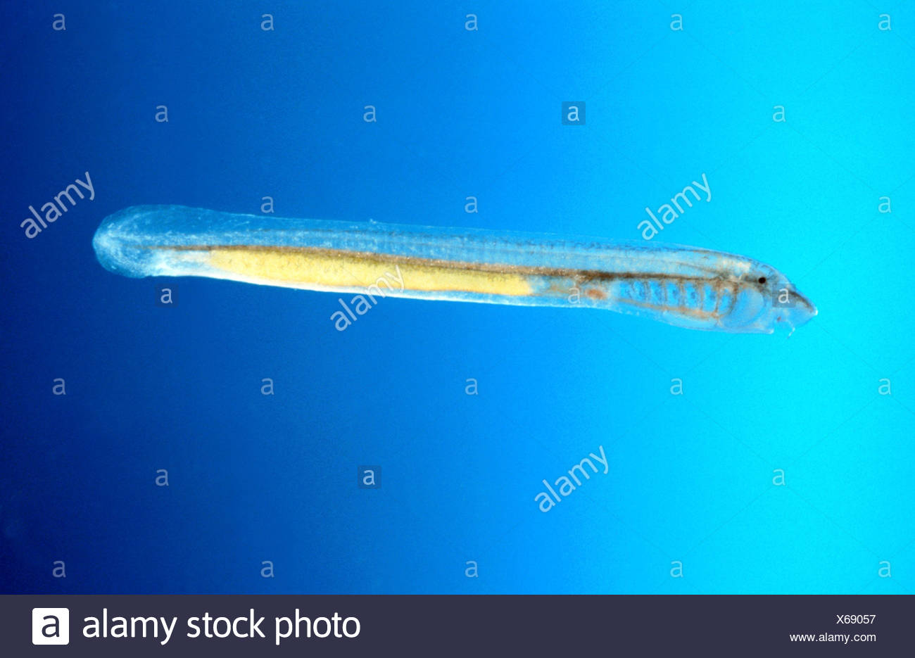 river-lamprey-high-resolution-stock-photography-and-images-alamy