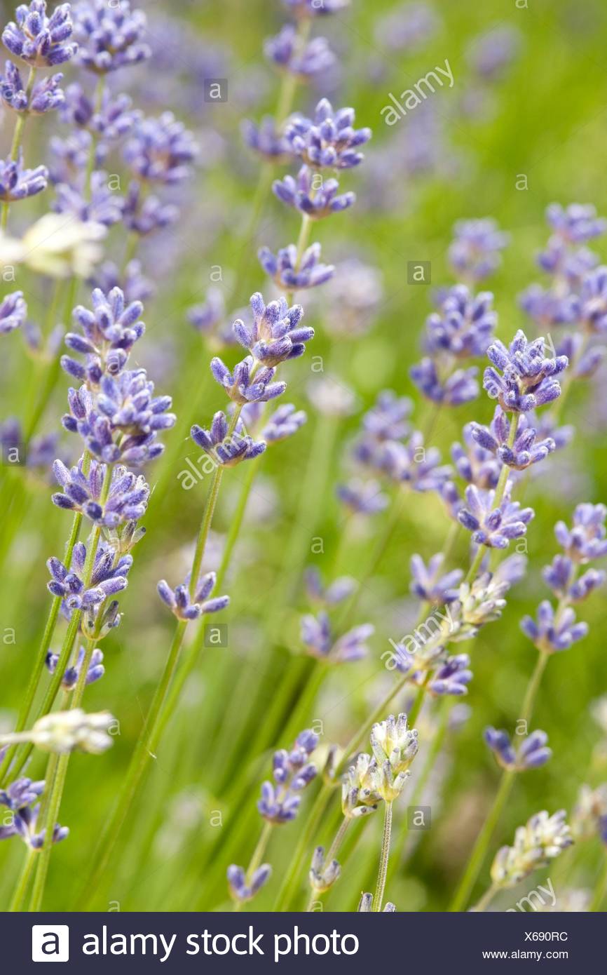 English Lavender High Resolution Stock Photography and Images Alamy