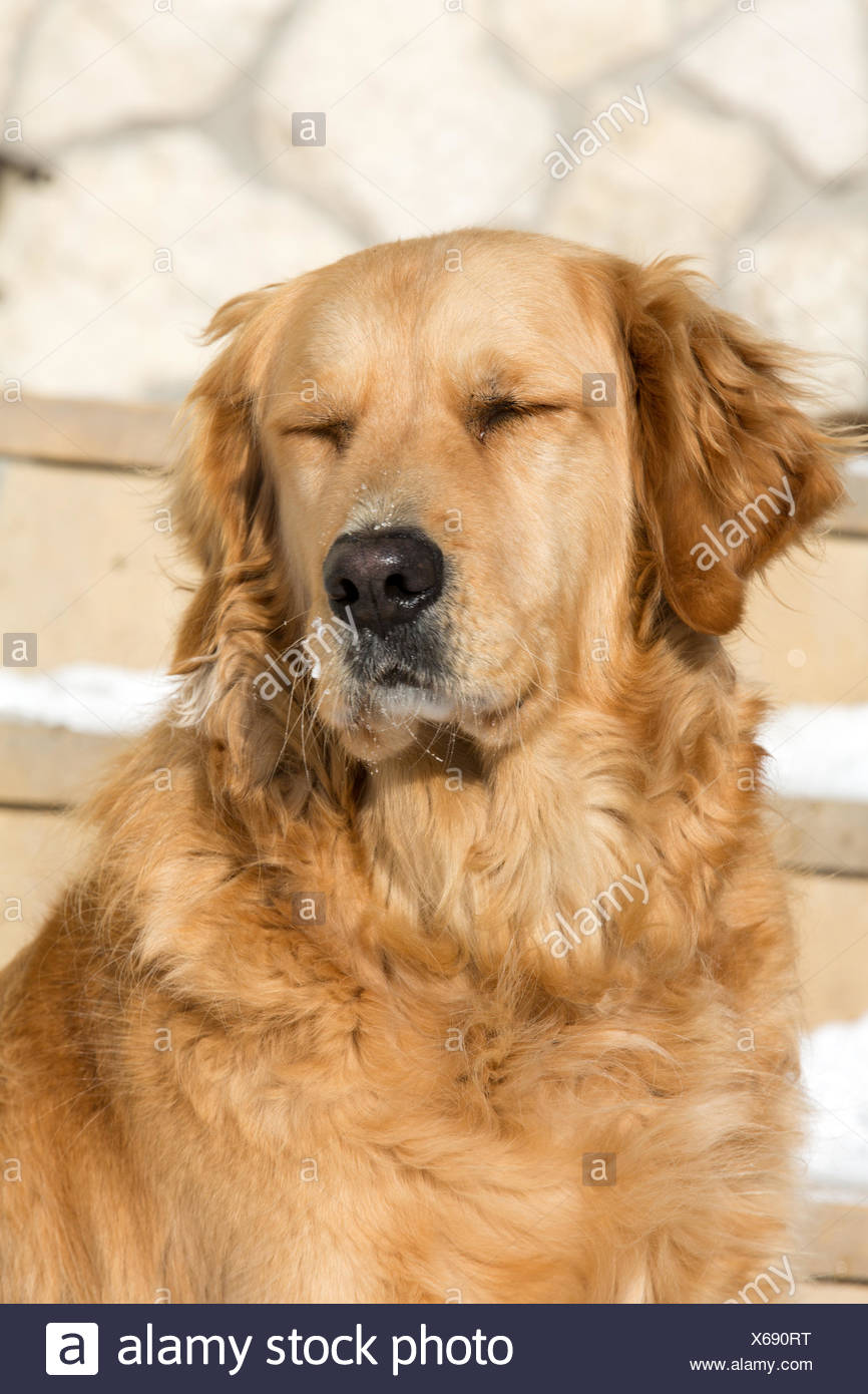 Long Haired Golden Retriever Stock Photos Long Haired Golden