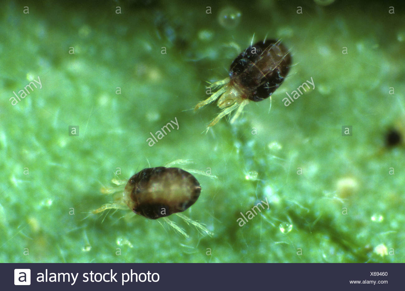 Red Spider Mite Uk High Resolution Stock Photography and Images Alamy