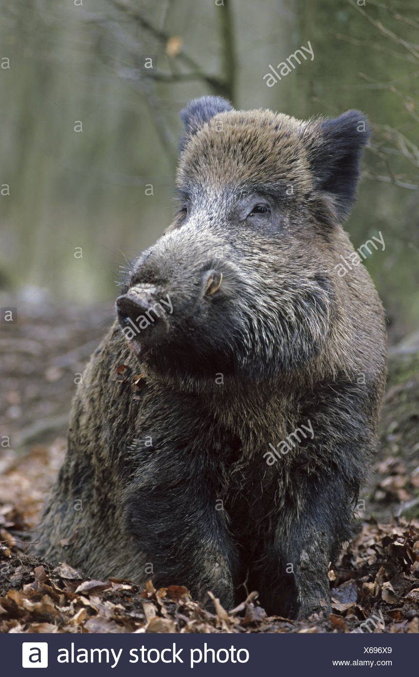 Boar Hog Rests On The Forest Floor Stock Photo 279256833 Alamy