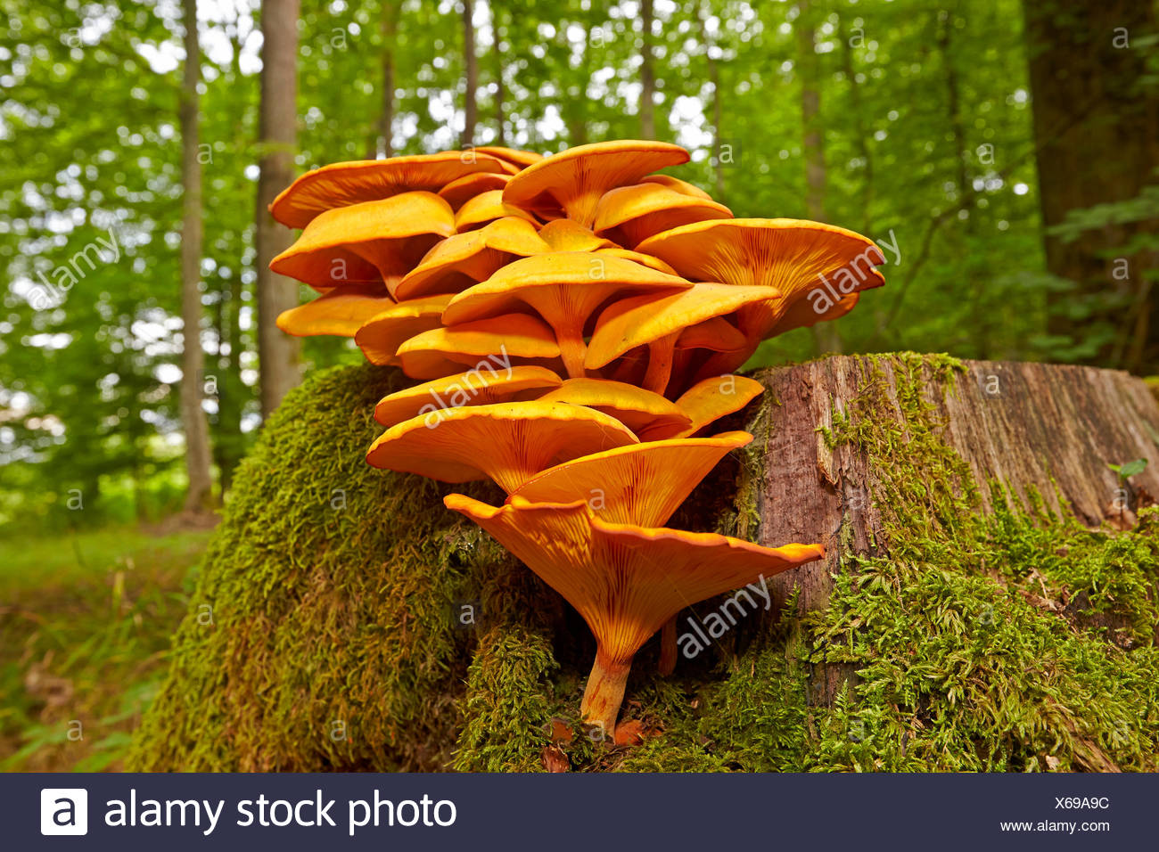 jack o lantern mushroom jack o lantern mushroom
