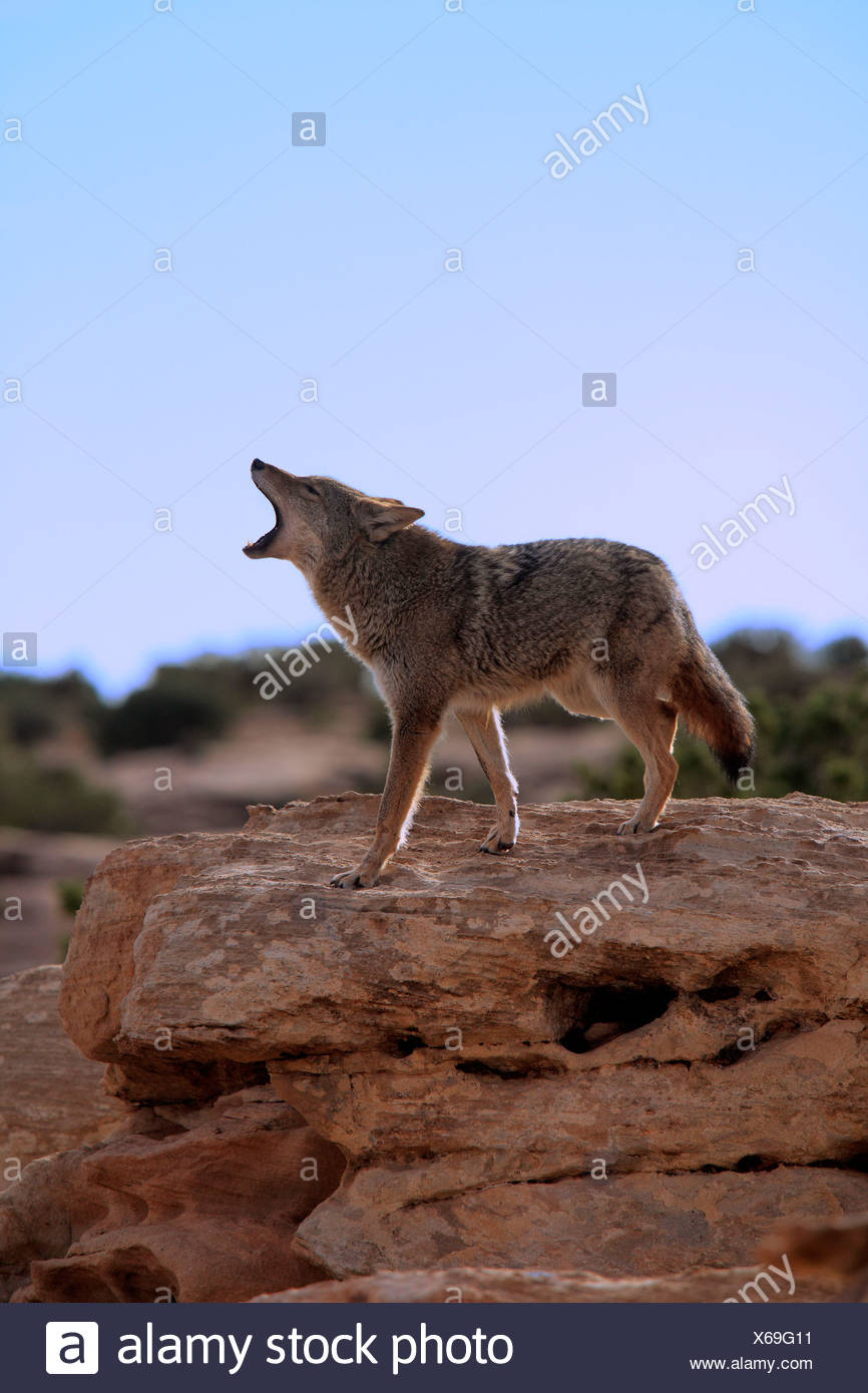 Coyotes Howling Stock Photos & Coyotes Howling Stock Images Alamy