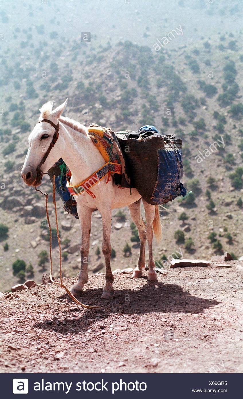 horse luggage with wheels