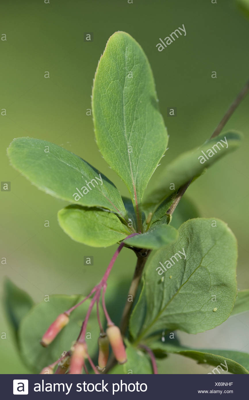 Berberis High Resolution Stock Photography And Images Alamy