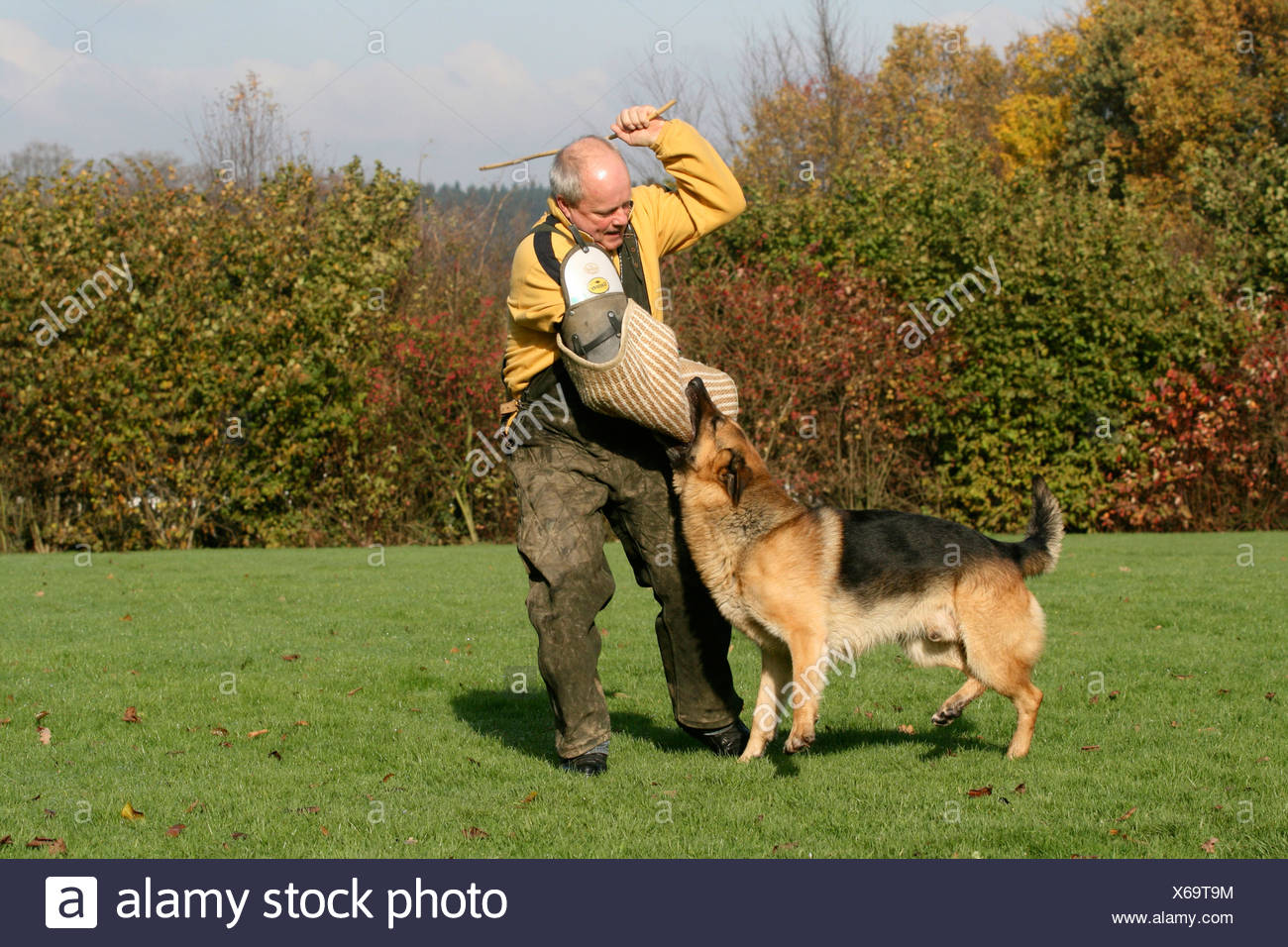 german shepherd biting