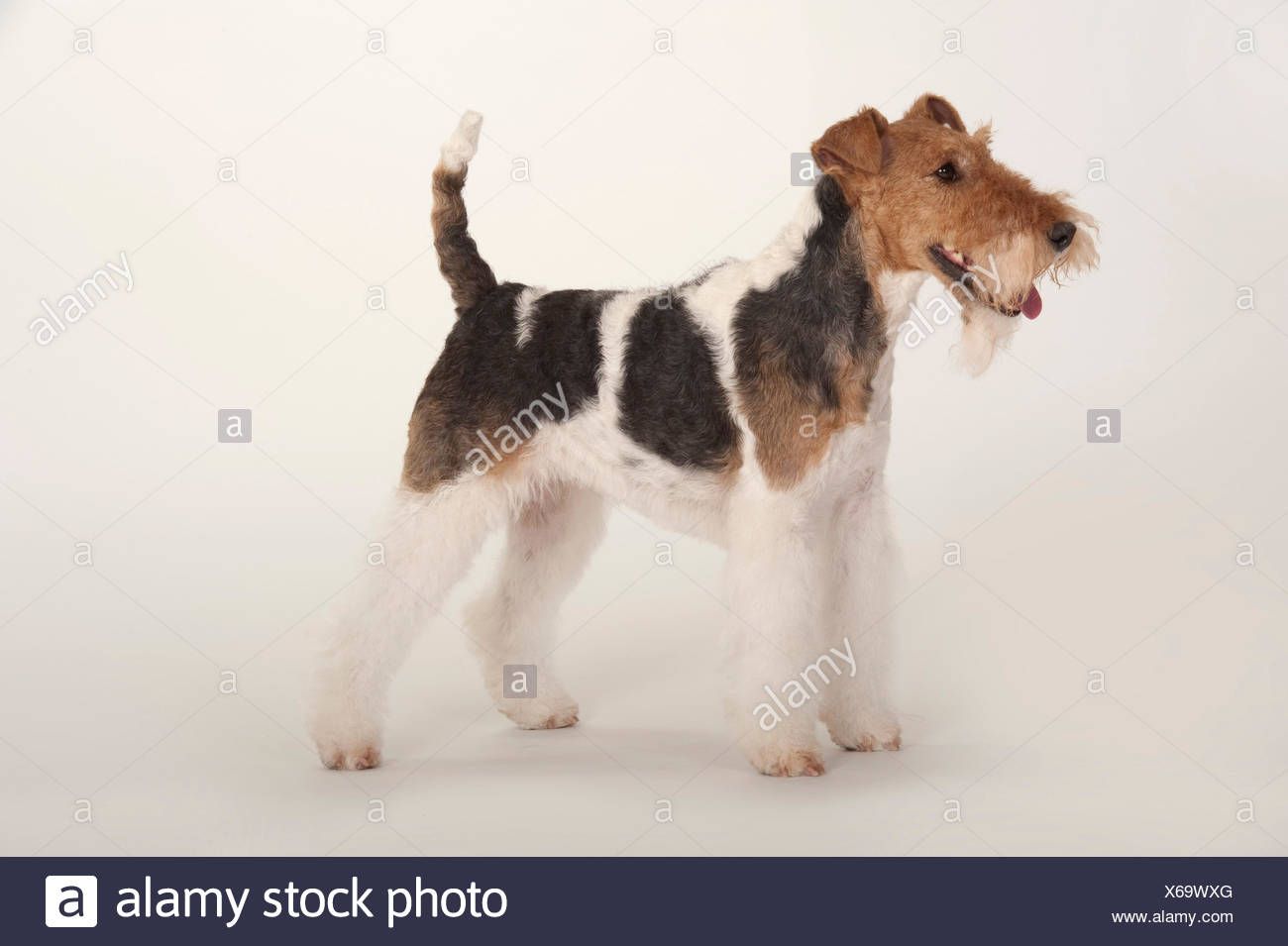 Wire Fox Terrier Dog Head Study Studio White Background Stock