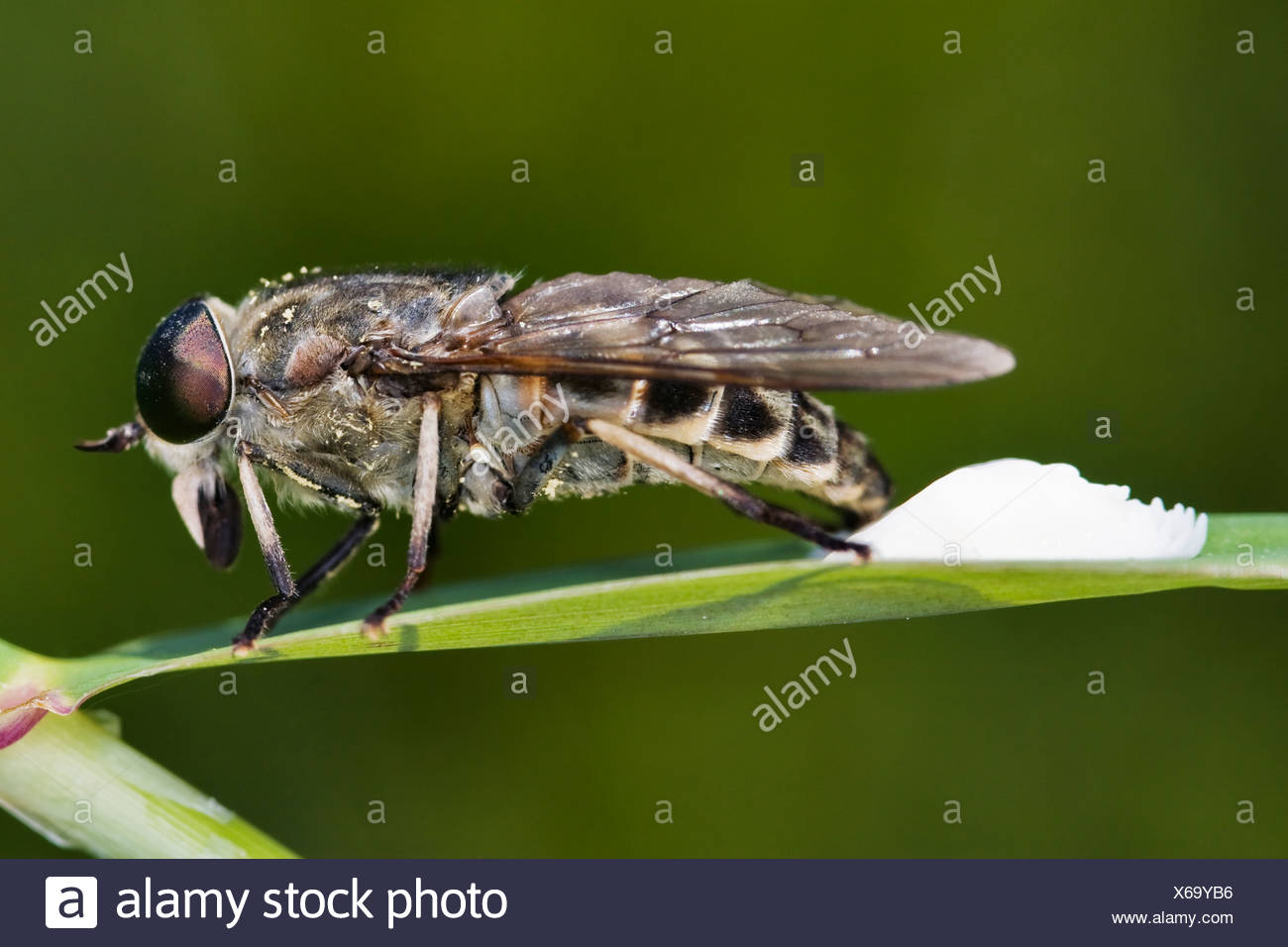 Horsefly Tabanus Sudeticus To Lay Eggs Stock Photo Alamy