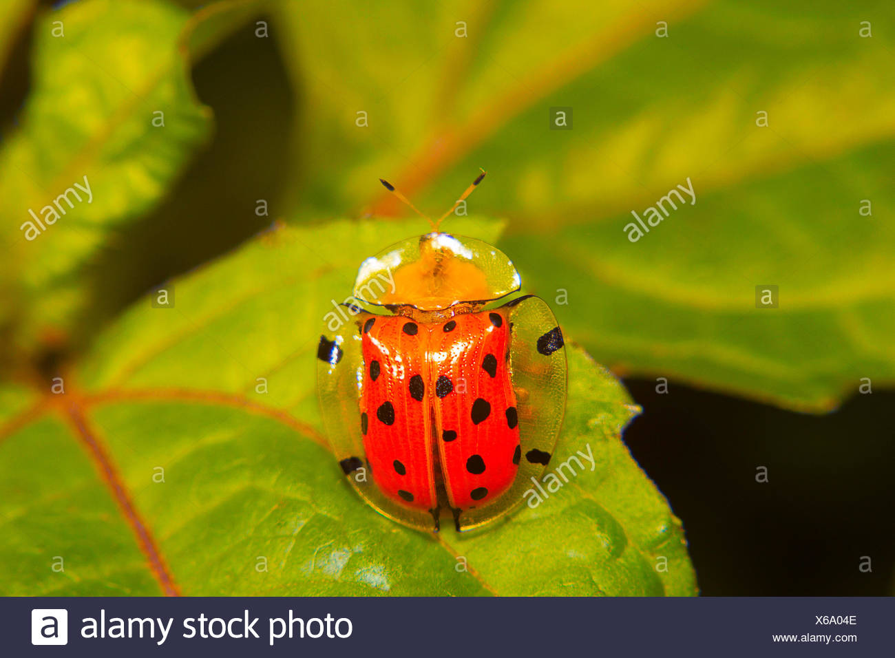 Shiny Leaf Beetle High Resolution Stock Photography and Images - Alamy