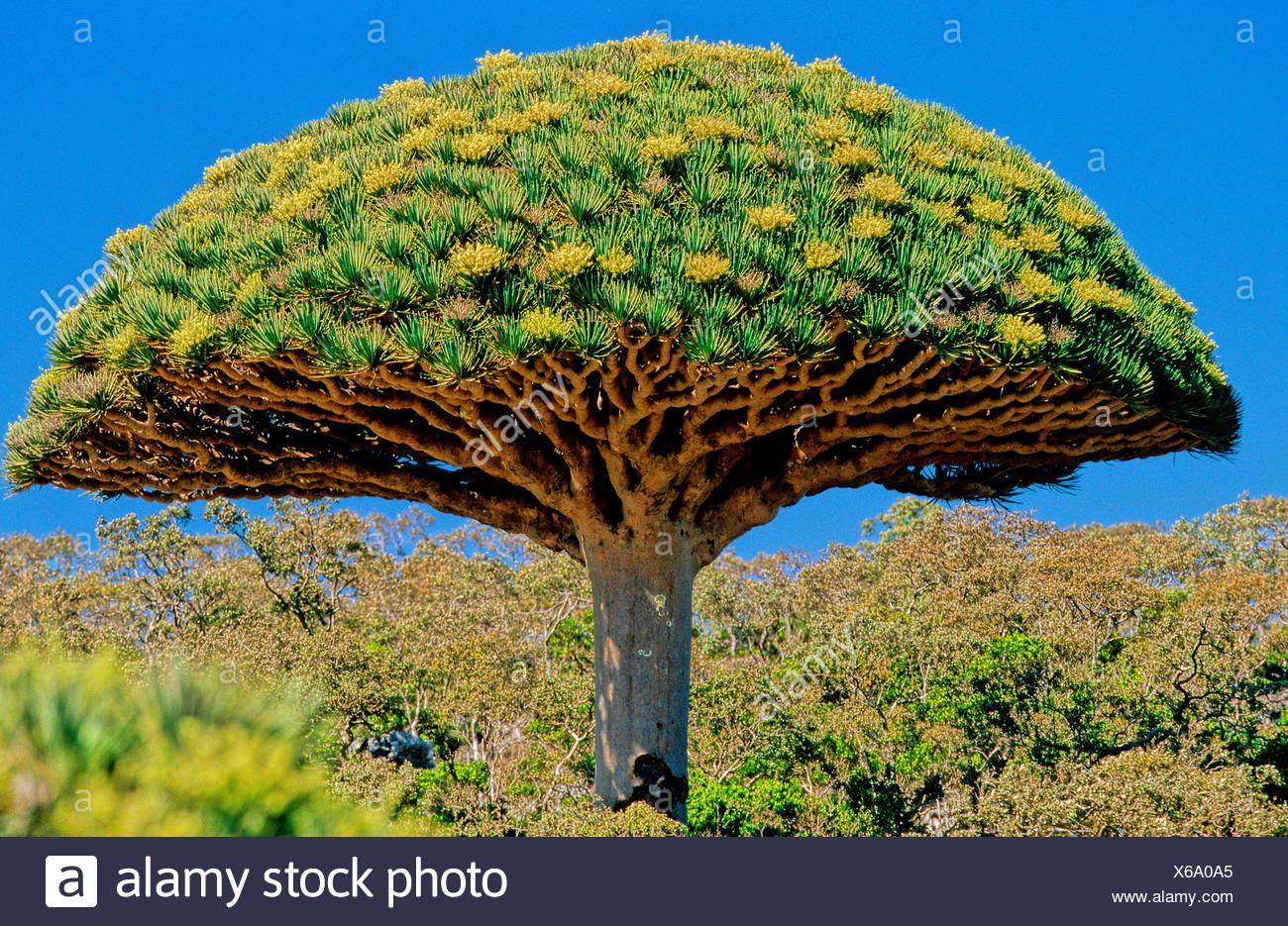 Dragon Blood Tree Dracaena Cinnabari Flowering Fermhin Mountain Socotra Island Yemen Arabia Orient Endemic Med Stock Photo Alamy