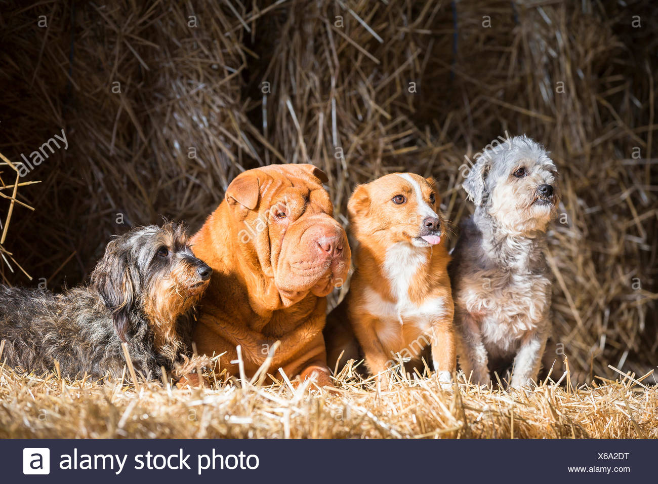 shar pei dachshund mix puppies for sale