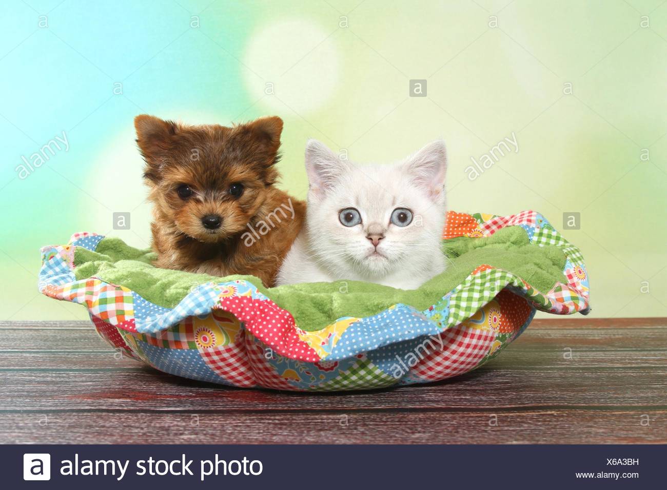British Shorthair Kitten And Yorkshire Terrier Puppy Stock Photo
