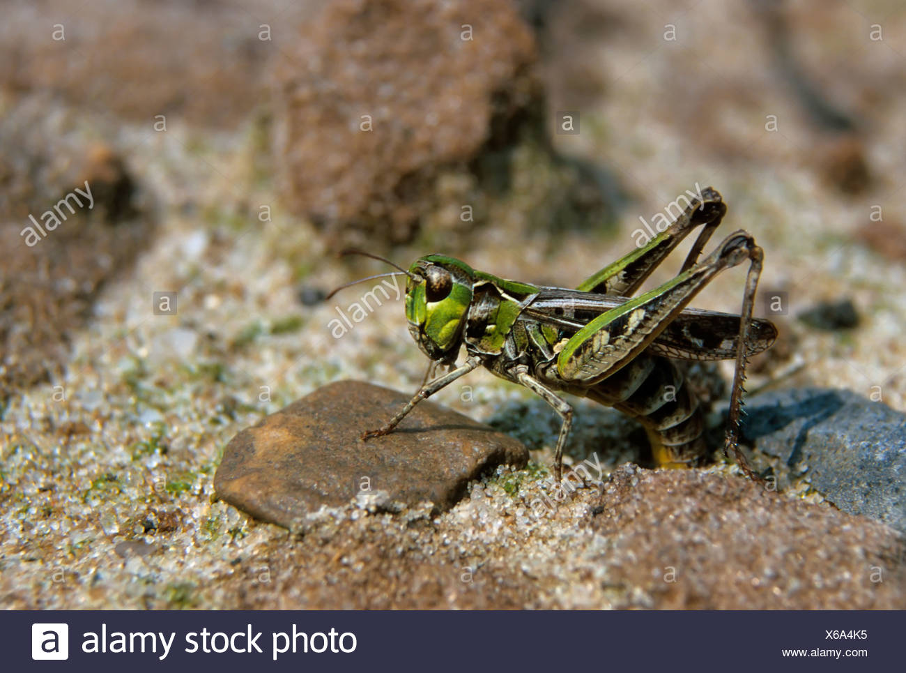Eggs High Resolution Stock Photography and Images Alamy