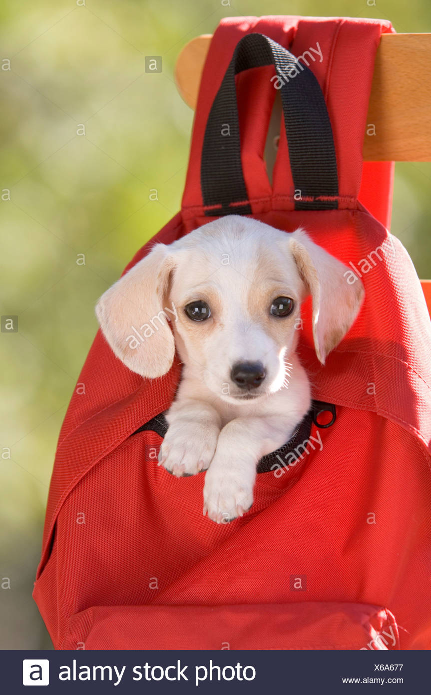 puppy in a backpack