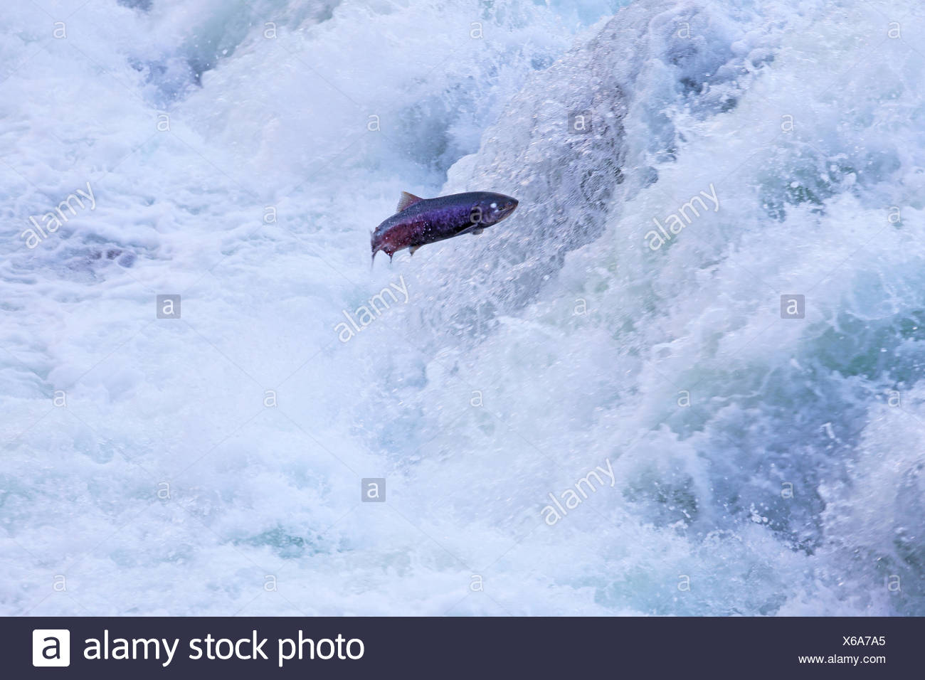 Jumping Salmon River Stock Photos & Jumping Salmon River Stock Images