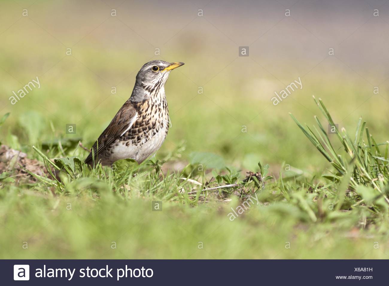 fieldfare Stock Photo