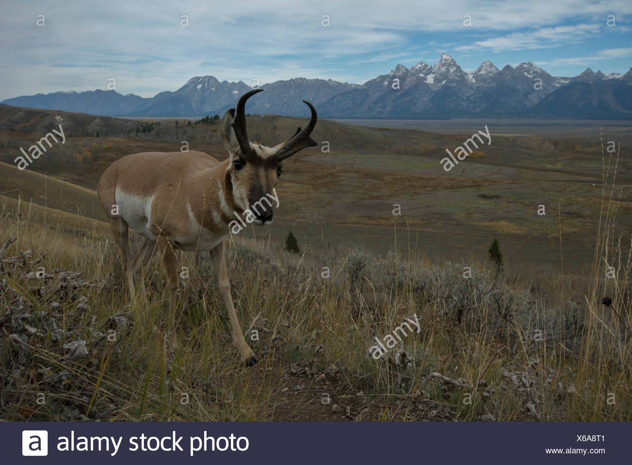 Pronghorns Stock Photos & Pronghorns Stock Images - Alamy
