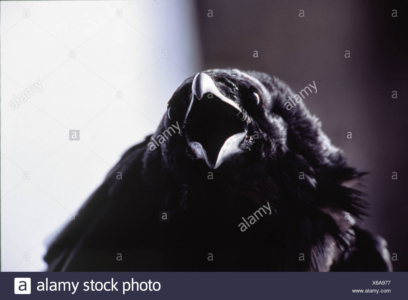 Raven With Open Mouth High Resolution Stock Photography and Images Alamy