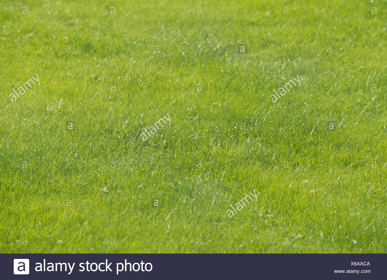 Lawn / Rasen / Wiese Stock Photo