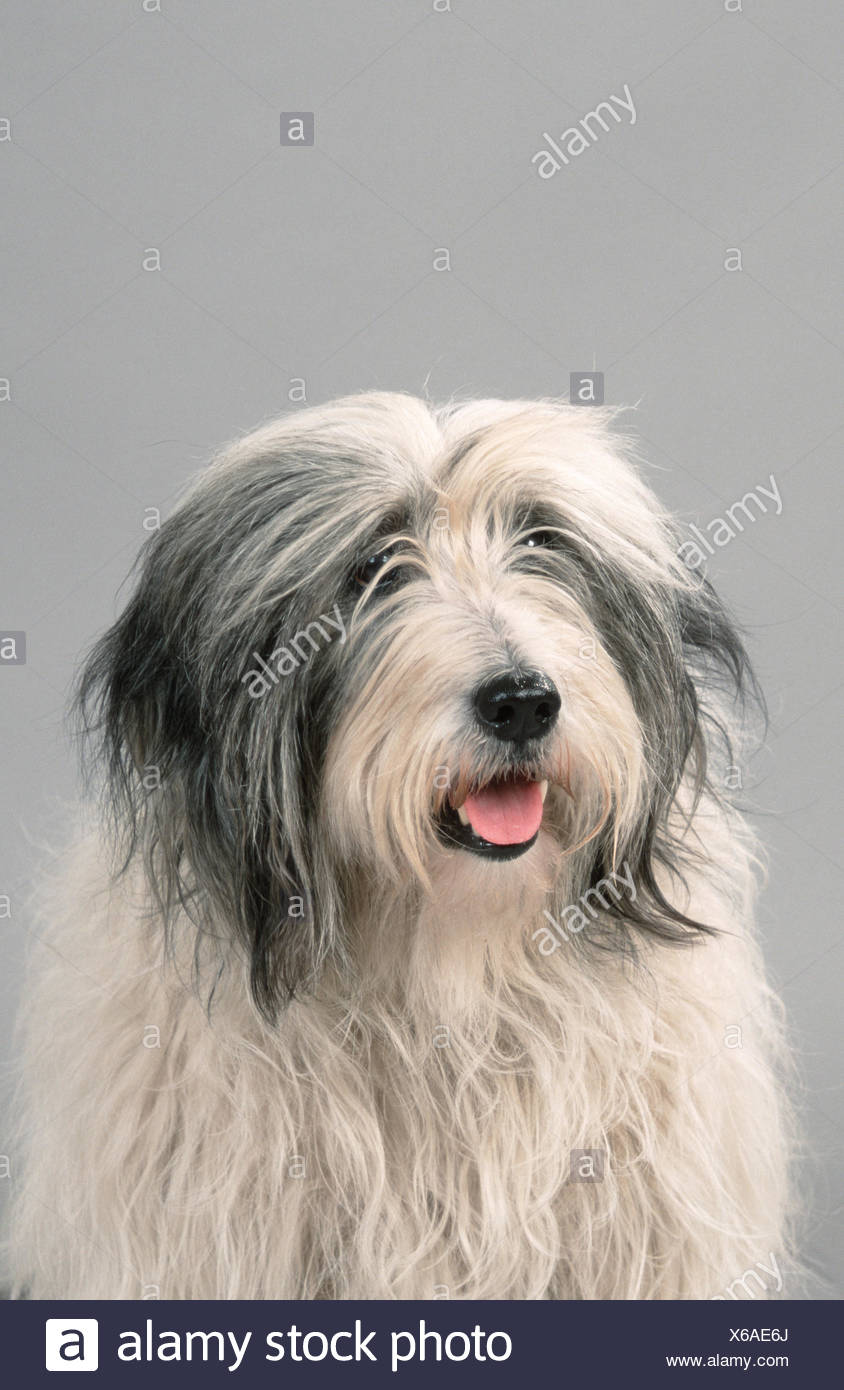 polish shepherd