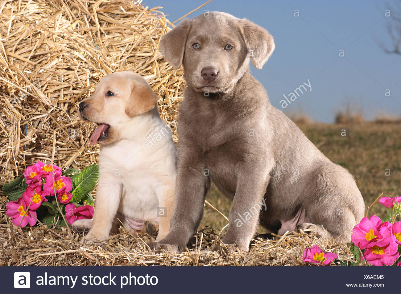 weimaraner retriever