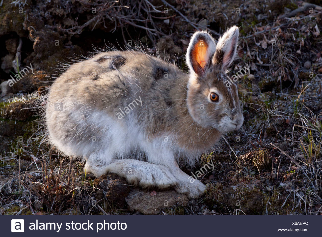 Snowshoe Hare High Resolution Stock Photography and Images Alamy