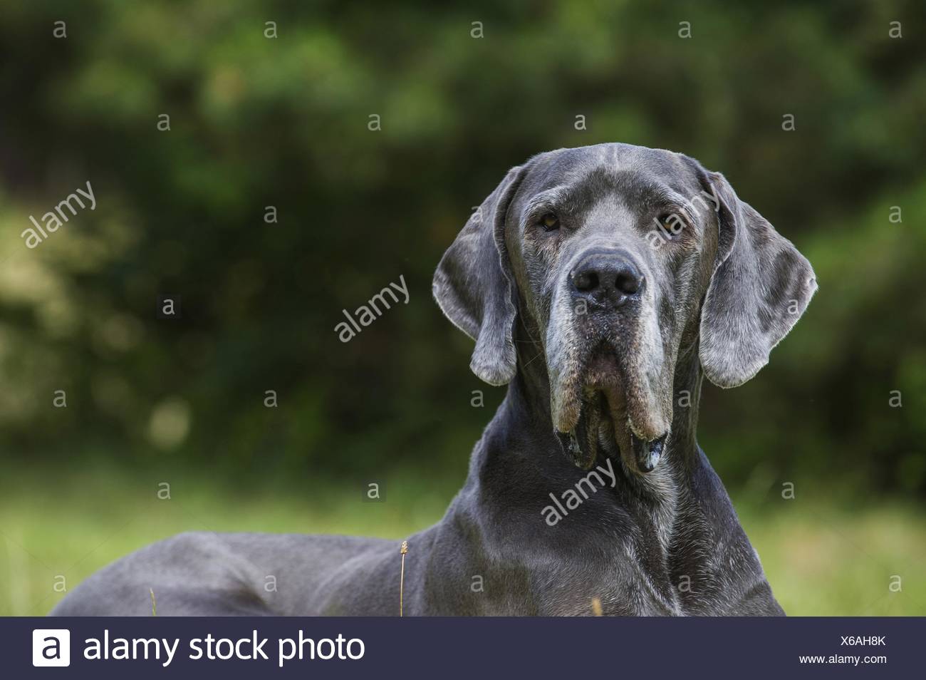senior great dane