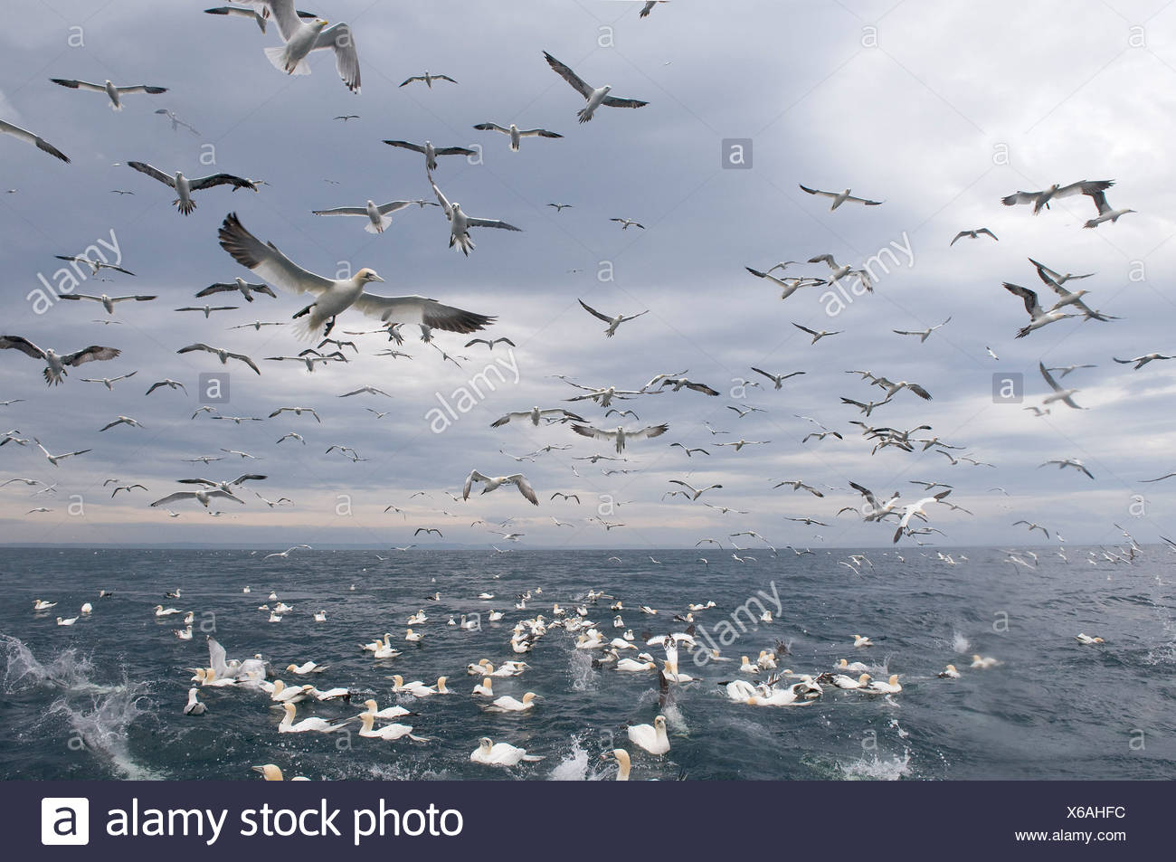 Birds Following Fishing Boat High Resolution Stock Photography and