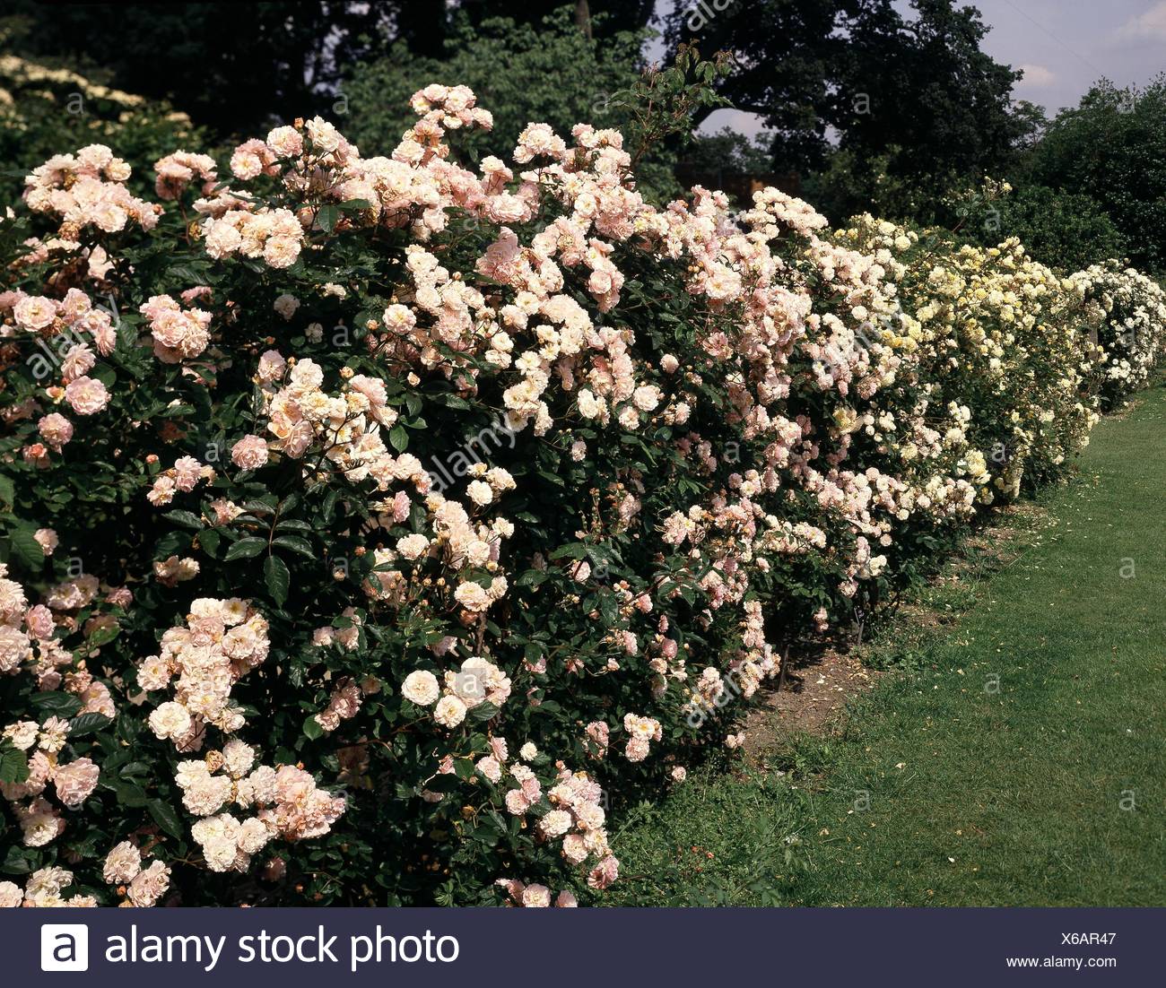 Rosa Cornelia Buff Beauty Long Hedge Of Shrub Roses Date 18 08 2008 Hed082301 Photos Hor Stock Photo Alamy