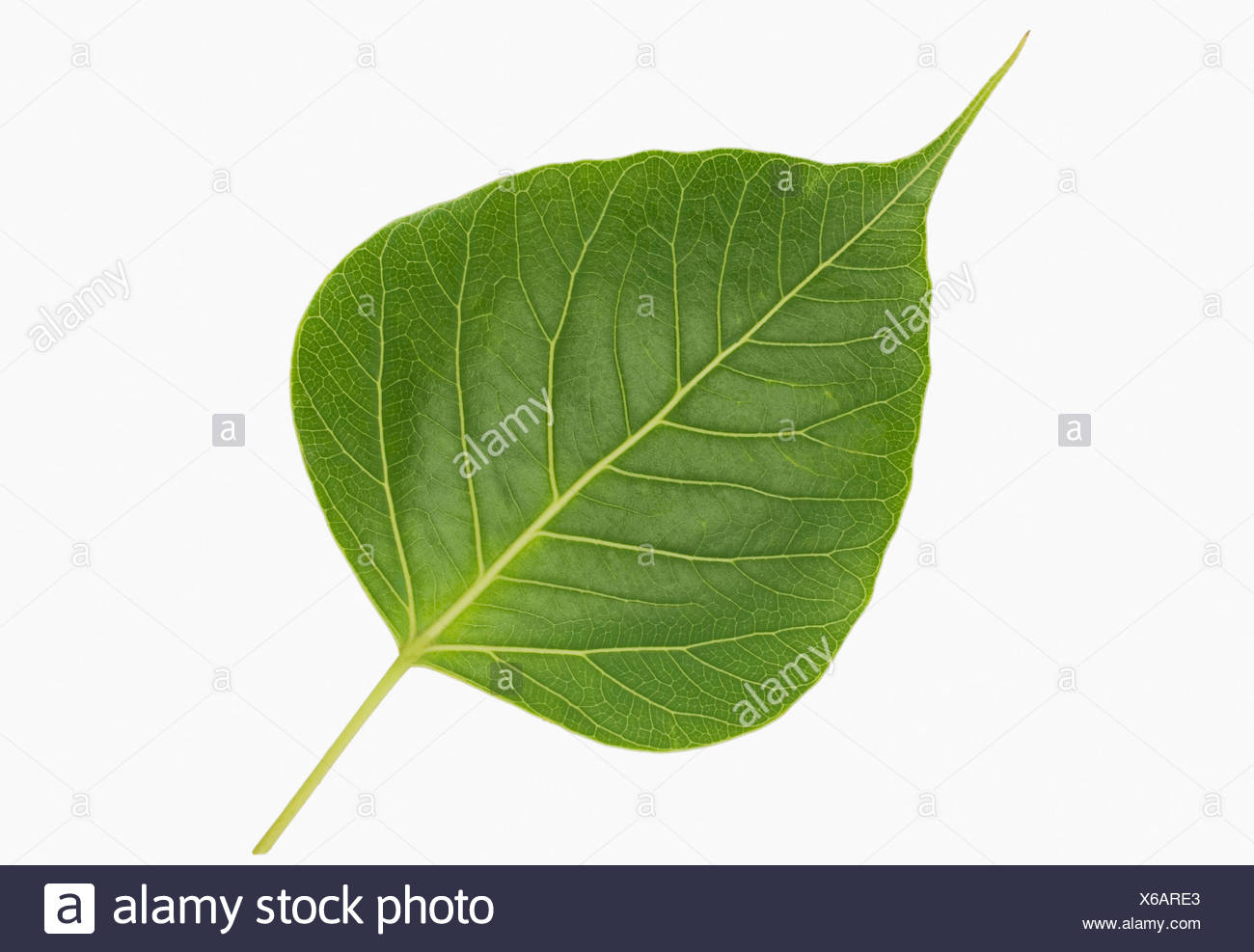 View Peepal Leaf Hd Images PNG