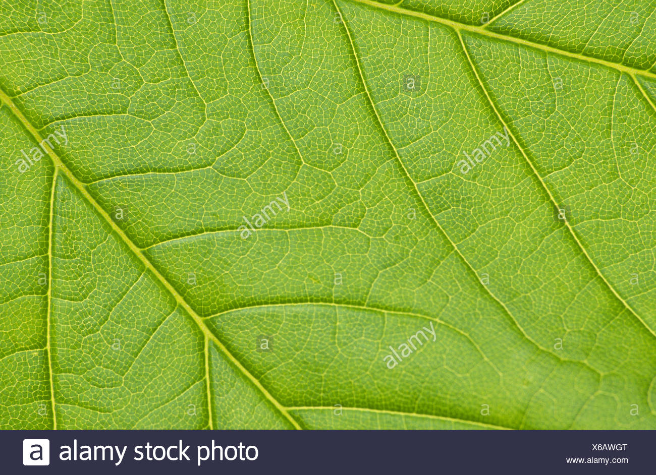 sycamore maple Stock Photo