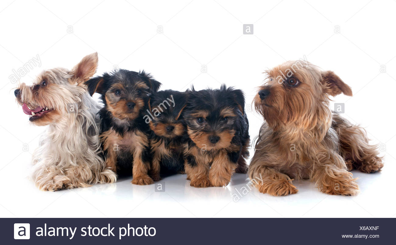 yorkshire terrier family