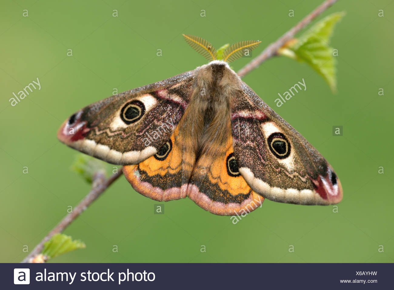 Emperor Moth Saturnia Pavonia High Resolution Stock Photography and ...