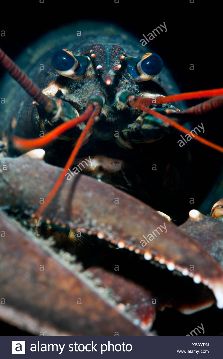Lobster Eyes Stock Photos & Lobster Eyes Stock Images Alamy