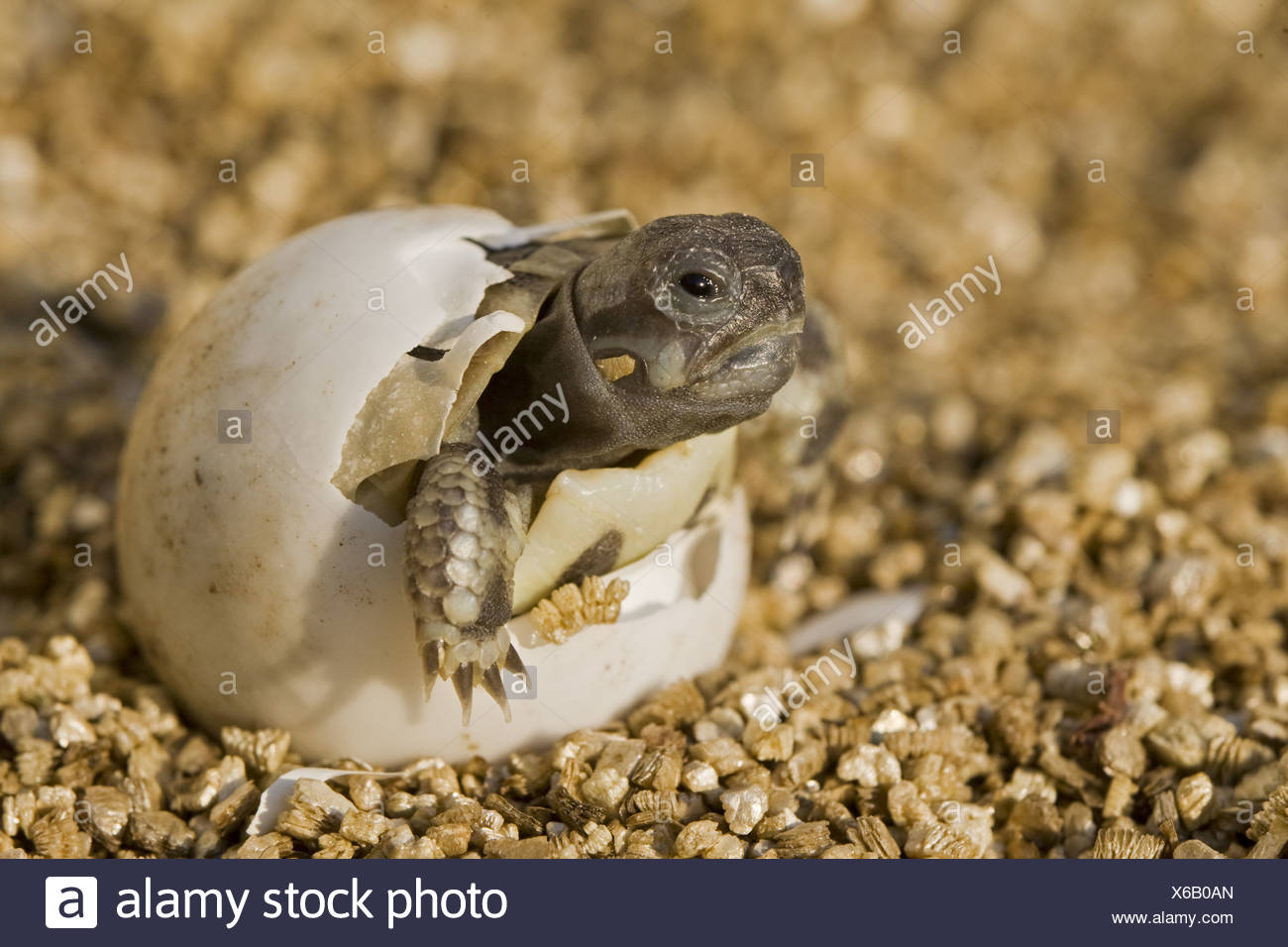 Turtle Egg Hatching Stock Photos & Turtle Egg Hatching Stock Images Alamy