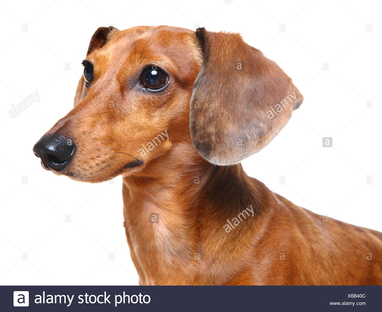 Brown Short Hair Dachshund Dog Stock Photo Alamy