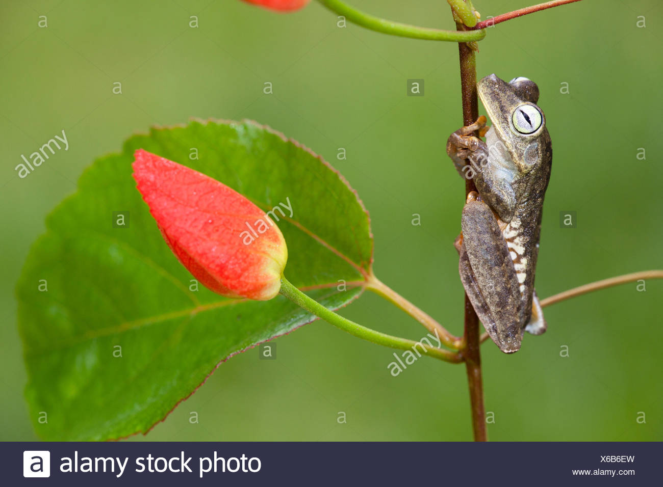 photo of a rattle voiced tree frog on a branch Stock Photo