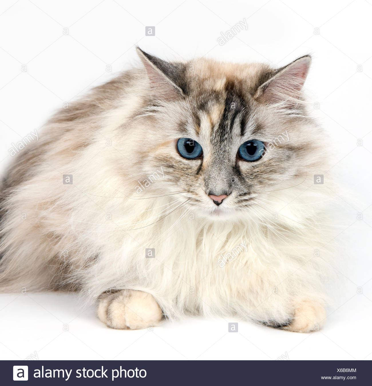Seal Tabby Point And White Siberian Domestic Cat Female Laying