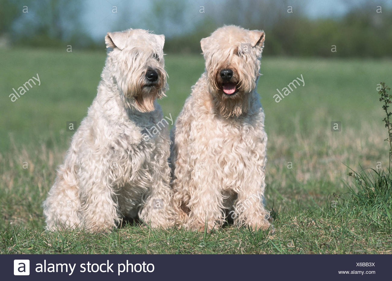 Irish Soft Coated Wheaten Terrier Stock Photo 279304030 Alamy